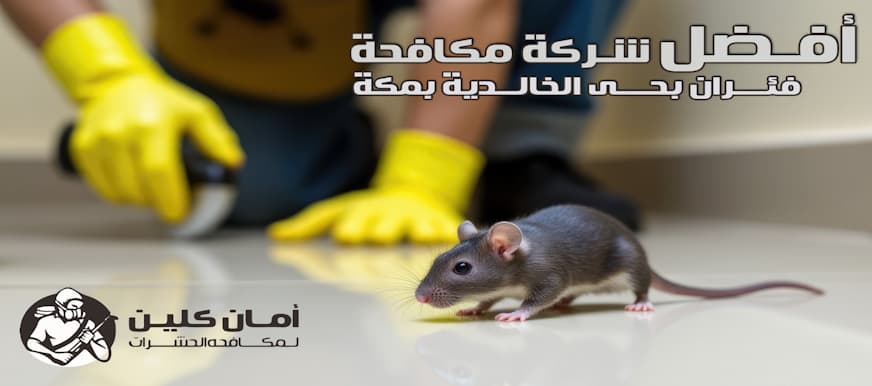 شركة مكافحة الفئران حي الخالدية بمكة